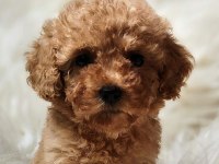 Veteriner teknikerinden toy poodle dişi erkek