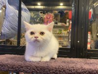British shorthair erkek