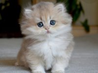 Gösterişli Ay Golden British Longhair