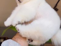 Pomeranian Boo yavrularımız