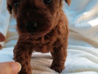 Kore toy poodle
