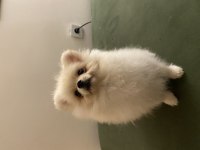 6 Aylık Dişi Pomeranian Boo