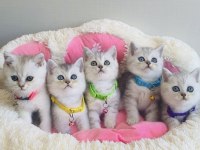 Bu Kalite Hiçbir Yerde Yok! Silver Beitish Shorthair 