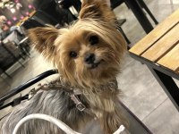 5 yaşında yorkshire terrier tuvalet eğitimi var