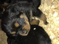 Rottweiler yavruları secereli