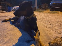 BLACK KİNG DOBERMAN