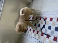 Çin aslanı köpeğimiz