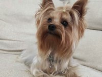 Yorkshire terrier bebişime aile arıyorum