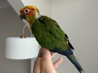 Jenday Konur Papağanı El Besleme