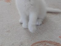 British shorthair kedisi beyaz