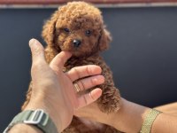 Petmode köpek çiftliğinde ziyarete açık toy poodle