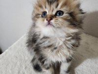 British Longhair Golden Tabby