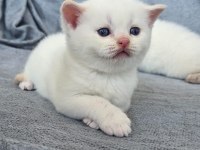British shorthair red point