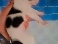 Teslime hazır şivava yavrular uygun