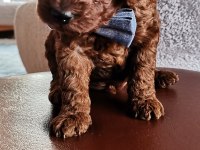 Toy poodle erkek yavrular