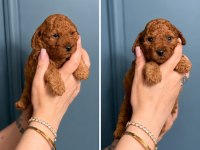 Toy Poodle Yavruları Erkek