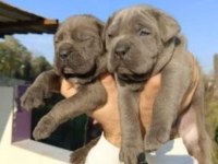 CANE CORSO YAVRULAR ırk garantilidir