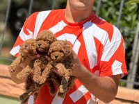 TOY POODLE BEBEKLERIMIZ