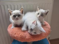 British shorthair bebeklerimi