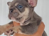 French bulldog süper anatomi