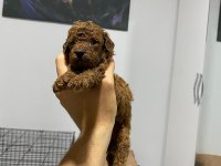 TOY POODLE KÖPEĞİ