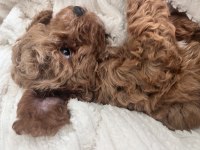 Red brown dişi toy poodle