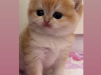 SHOW KALİTE SAFKAN BRİTİSH SHORTHAİR YAVRULAR