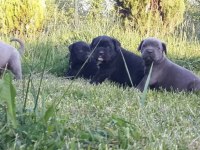 Cane corso İtaliano yavrular