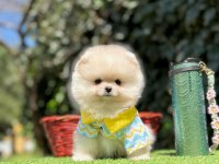Safkan Pomeranian Boo Yavrularımız