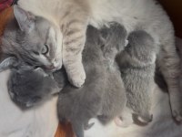 Şecereli babadan dişi ve erkek yavru kediler