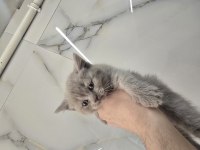 Gri british shorthair yavrular