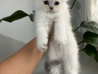 3 aylık maviş dişi british longhair