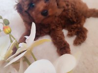Secereli Red Brown Kore Poodle Yavruları