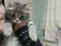 British shorthair 2.5 aylık yavru