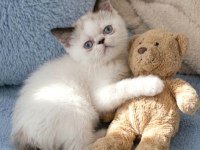 Mini maviş exotic shorthair
