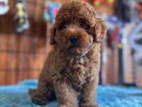 Her eve uygun poodle bebekler