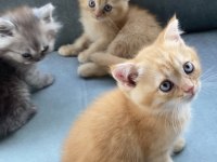 British Shorthair 50 Günlük Bebelerim
