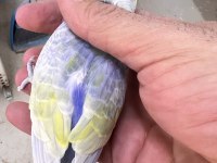 Rainbow yüksek kaliteli muhabbet kuşu kanlar