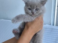 5 dişi lilac british shorthair yeni yuvalarına hazır