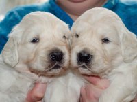 Golden Retriever Adrese Teslim Hizmetimiz Vardır
