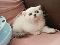 Scottish Fold Point Erkek