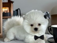 BEYAZ RENK 2 AYLIK POMERANİAN BOO DİŞİ YAVRU