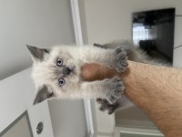 2 aylık dişi british shorthair