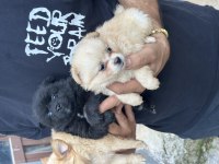 A kalite sağlıklı uygun pomeranian