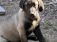 KÖPEĞİMİZİ SAHİPLENDİRİYORUZ