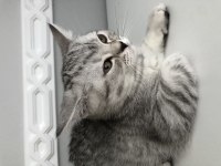 2 AYLIK YAVRU CİNS KEDİMİZ
