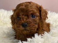 EN GÜZEL TOY POODLE