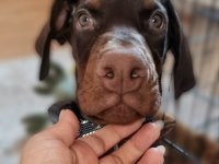 4 aylık doberman