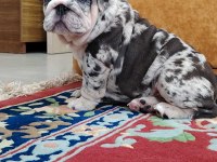 SİTENİN EN GÜZEL İNGİLİZ BULLDOG BEBEKLERİ