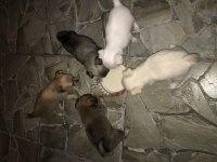 Ücretli sahiplendirilecek 1 aylık yavru şivava
